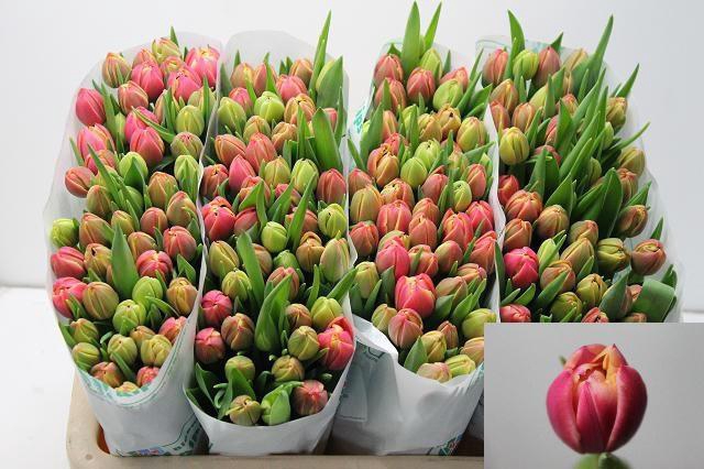 <h4>TU DU COLUMBUS</h4>