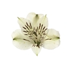 ALSTROEMERIA WHITNEY 060 CM
