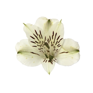 ALSTROEMERIA WHITNEY 080 CM