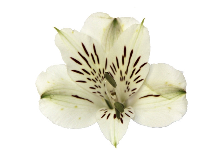 ALSTROEMERIA WHITNEY 060 CM