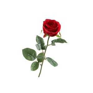 Rosa Red