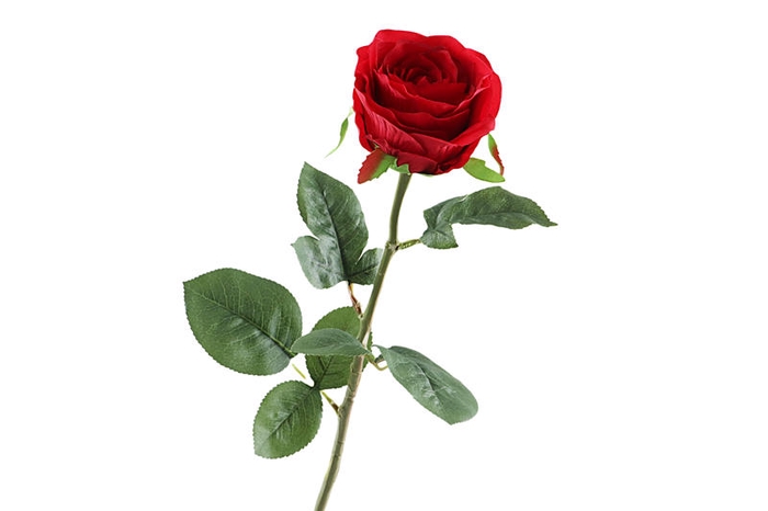 Rosa Red