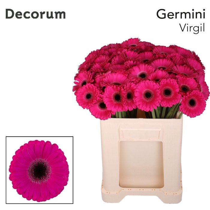 <h4>GE MI VIRGIL Emmer X80</h4>