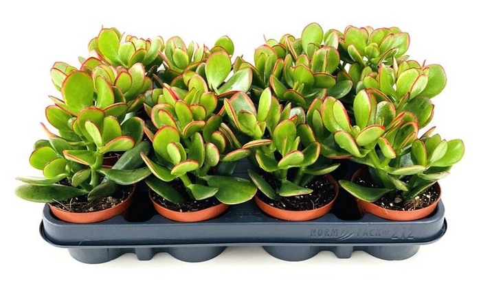 <h4>Crassula ovata 'Sunset'</h4>