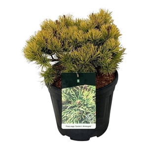 Pinus mugo 'Carsten's Wintergold'
