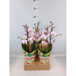 Phalaenopsis  'Corolla Beach'