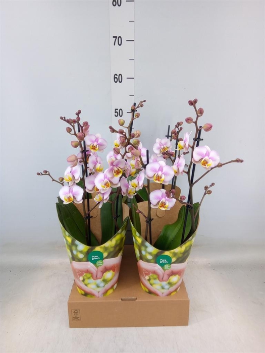 <h4>Phalaenopsis 'Corolla Beach'</h4>