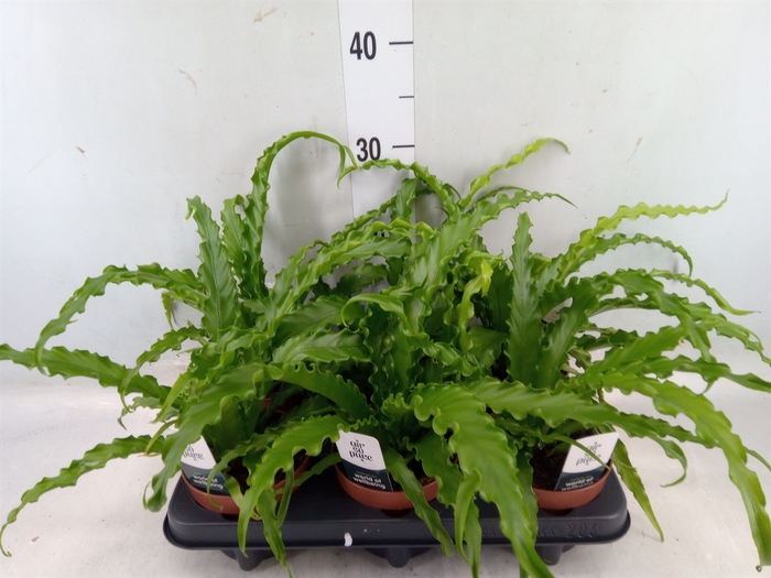 <h4>Asplenium antiquum 'Osaka'</h4>