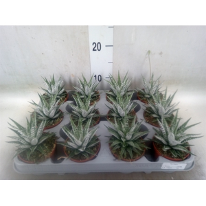 Haworthia fasciala 'Alba'
