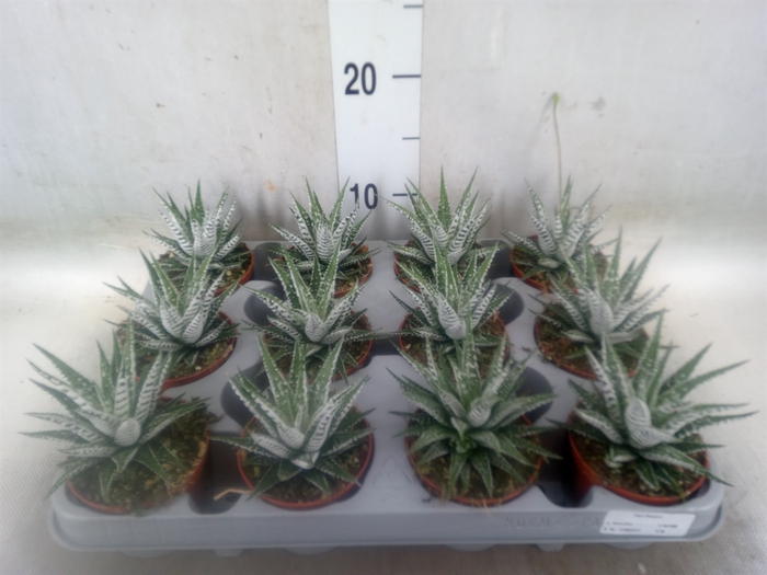 <h4>Haworthia fasciala 'Alba'</h4>