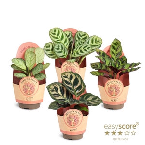 Calathea Collection p6