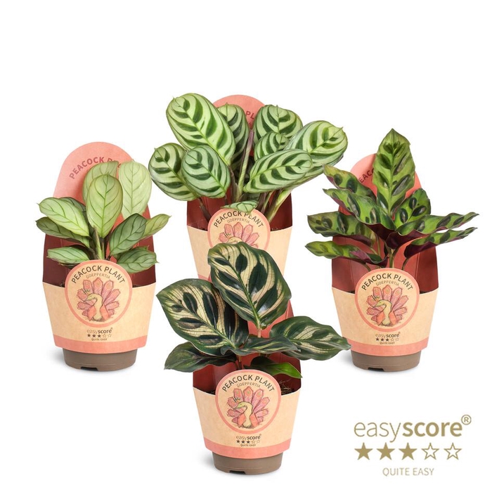 Calathea Collection p6