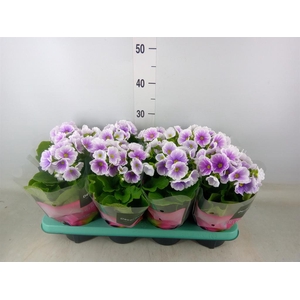 Primula obcon. 'Touch Me Blue Whit'