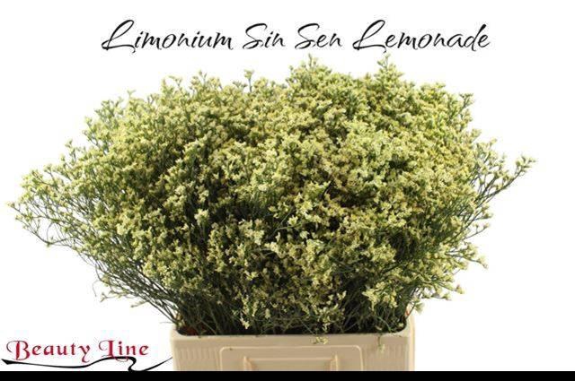 <h4>LIM SIN SEN LEMONADE</h4>