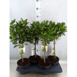 Laurus nobilis
