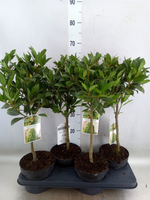 <h4>Laurus nobilis</h4>