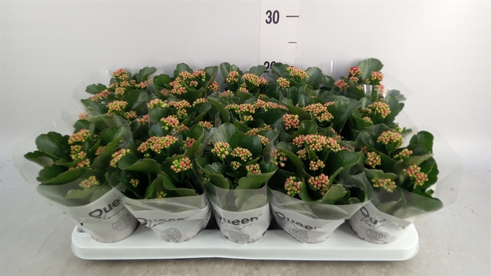 <h4>Kalanchoe blos. 'Calandiva Rubio'</h4>