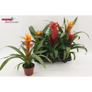 BROMELIA GEM