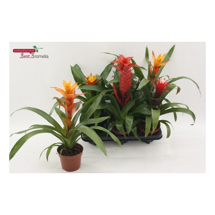 <h4>BROMELIA GEM</h4>
