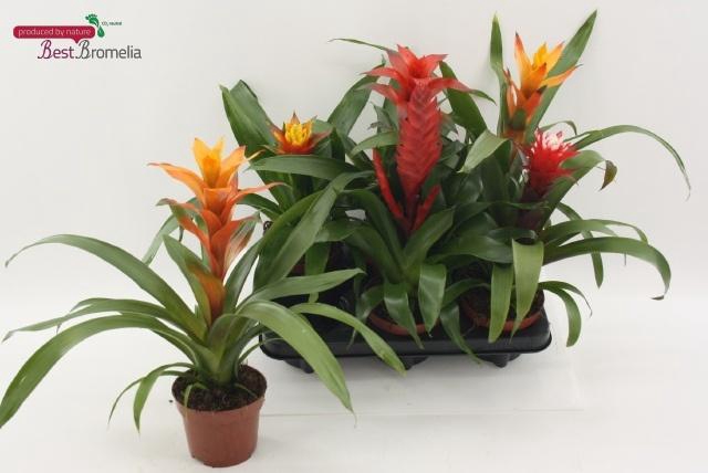 <h4>BROMELIA GEM</h4>