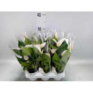 Anthurium 'Banderola Cava'