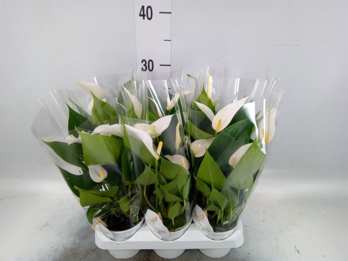 <h4>Anthurium 'Banderola Cava'</h4>