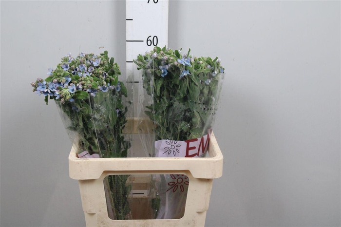 <h4>Oxy Co Tan Pure Blu</h4>