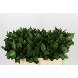 RUSCUS HYPOPHYLLUM
