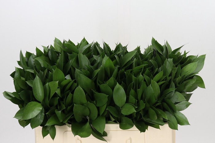 <h4>RUSCUS HYPOPHYLLUM</h4>