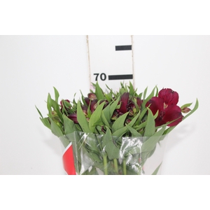 ALSTROEMERIA POMPEII 070 CM