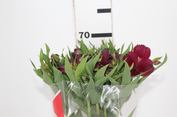 <h4>ALSTROEMERIA POMPEII 070 CM</h4>