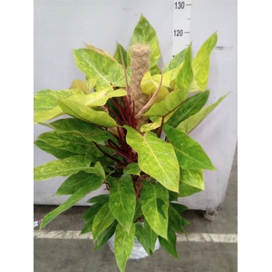 Philodendron  'Painted Lady'