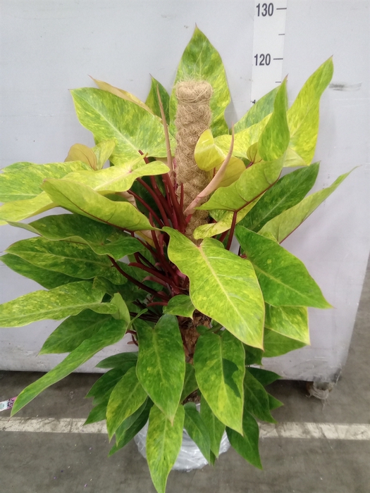 <h4>Philodendron  'Painted Lady'</h4>