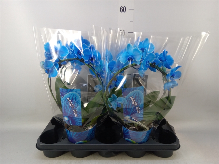<h4>Phalaenopsis   ...</h4>