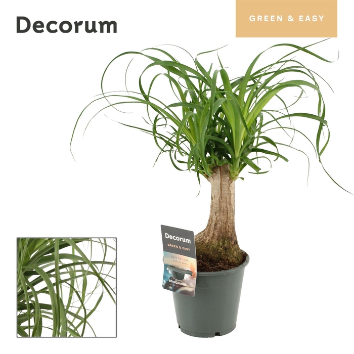 <h4>Beaucarnea recurvata</h4>
