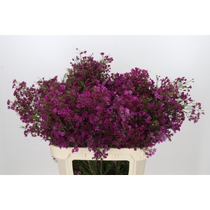 Chamelaucium Purple Rain