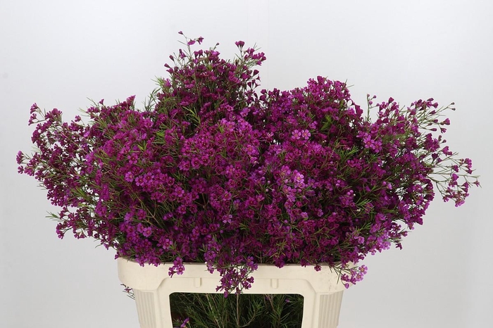 <h4>Chamelaucium Purple Rain</h4>