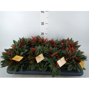 Peperomia caperata 'Rosso'