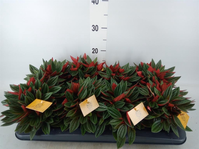 <h4>Peperomia caperata 'Rosso'</h4>