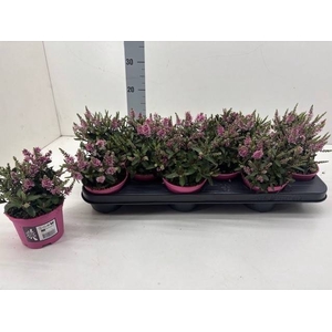 Hebe Nau Bright Pink