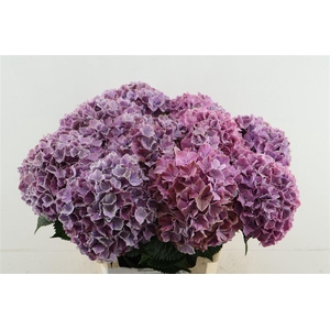 Hydr M Sweet Ruby 60-19