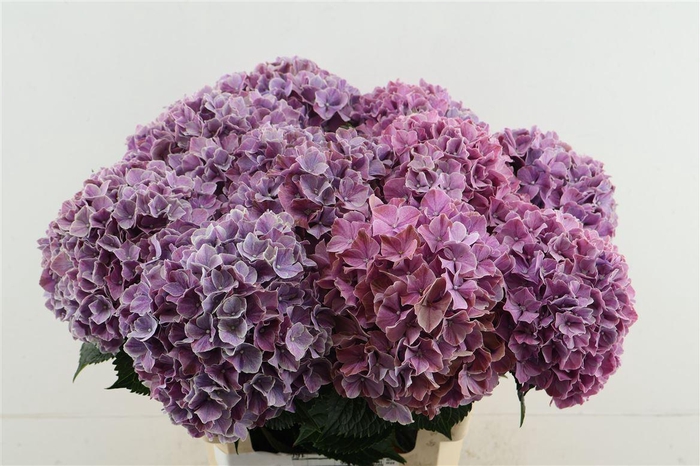 <h4>Hydr M Sweet Ruby 60-19</h4>