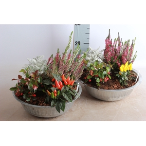 ARR TUINPLANTEN