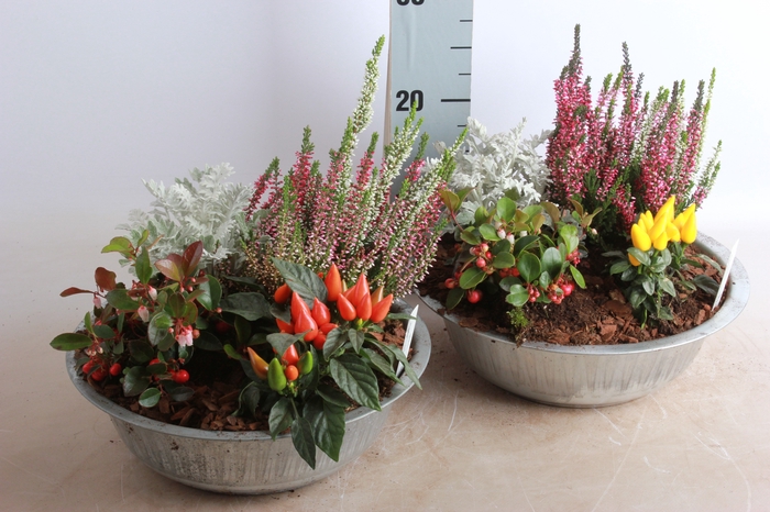 <h4>ARR TUINPLANTEN</h4>