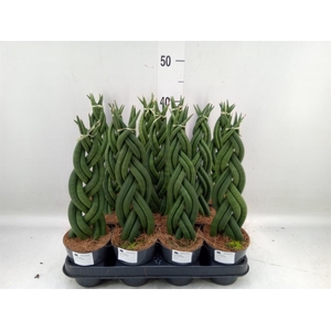 Sansevieria cyl.  ...