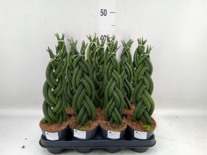 <h4>Sansevieria cyl.  ...</h4>