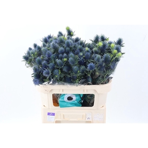 Eryn Supernova Qstar 70cm