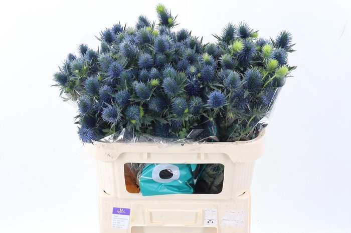 <h4>Eryn Supernova Qstar 70cm</h4>