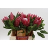 Protea Cynaroides Madiba
