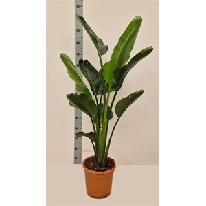 Strelitzia Alba 27Ø 130cm 2pp